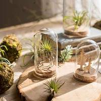 Conteneur en verre transparent avec base en bois pour la présentation de plantes et de fleurs sur le bureau à la maison, accent festif pour Noël et la Saint-Valentin