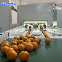 Industriële sorteermachines voor sinaasappels, granaatappels, peren en guave.