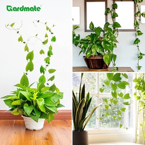 Lot de 50 attaches murales en PP pour plantes grimpantes, clips en forme de feuille vertes pour tomates et plantes rampantes - Product Image 5