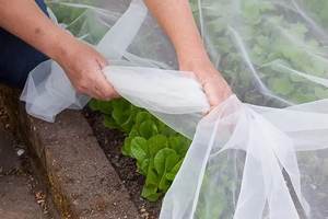 100-150 <span class=keywords><strong>Filet</strong></span> anti-insectes anti-thrips en maille-Spécialisé <span class=keywords><strong>pour</strong></span> les plantations de jardins potagers <span class=keywords><strong>Filet</strong></span> anti-insectes - Product Image 5