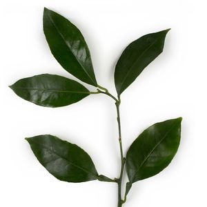 Huile Essentielle de Petitgrain 100% Pure, Arbre à Thé Certifié GMP, Approvisionnement en Gros à Bas Coût pour l'Industrie Cosmétique, Nourrissante et Blanchissante - Product Image 5