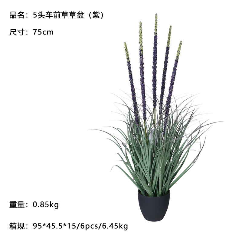 กระถางต้นกล้วย 5 หัว 75ซม. (สีม่วง)