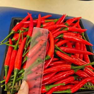 Chile fresco de alta calidad de Vietnam | Suministro mayorista de exportación de pimientos picantes verdes rojos orgánicos - Product Image 2