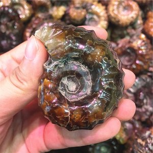 Cuerno de cabra natural Caracol Amonita Fósiles Concha Caracol Fósil Ocean Reliquiae Animal Seashell para la venta - Product Image 4