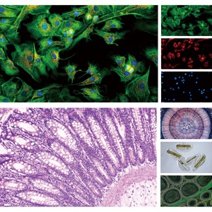 กล้องจุลทรรศน์กลับหัวทางชีวภาพสำหรับการสังเกตและการเพาะเลี้ยงในห้องปฏิบัติการ รุ่น NK-X910 - Product Image 6