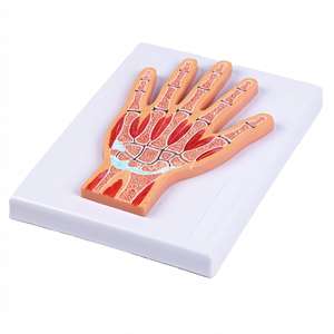 Modelo Anatómico <span class=keywords><strong>Seccional</strong></span> de Articulaciones de la Mano - Herramienta Educativa para Muñeca y Sistema Esquelético - Product Image 2