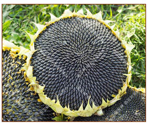 Graines <span class=keywords><strong>de</strong></span> tournesol et <span class=keywords><strong>de</strong></span> <span class=keywords><strong>melon</strong></span> séchées comestibles <span class=keywords><strong>en</strong></span> vrac pour légumes <span class=keywords><strong>en</strong></span> <span class=keywords><strong>pot</strong></span> printemps-été, haute résistance à la sécheresse - Product Image 1