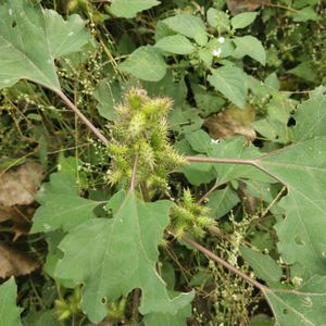 Fruit de Cang Er <span class=keywords><strong>Zi</strong></span>, plante médicinale naturelle séchée brute, courge de Sibérie commune - Product Image 3