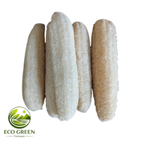 Vases en céramique, éponge de loofah naturelle du Vietnam, LOOFAH écologique, forme naturelle, bruts, DIY, décoration intérieure, taille personnalisable