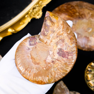 Bán buôn tự nhiên chất lượng cao thô ốc xà cừ hóa thạch ammonite hóa thạch đá <span class=keywords><strong>Slice</strong></span> để trang trí - Product Image 2