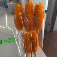 Großhandel für Natürlich Konservierte Dispesacus Sativus Blumen, Umweltfreundliche Echte Cardo Tallo Blumen für Hochzeiten, Abschlussfeiern und Heimdekoration