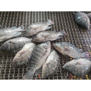 Tilapia Negra Congelada para Acuicultura, Cría <span class=keywords><strong>de</strong></span> Tilapia, Tilapia Entera Redonda para el Mercado - Product Image 3