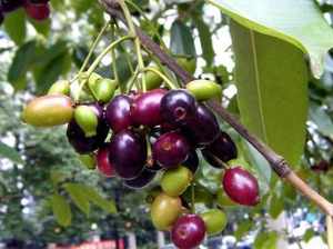 WU Mo Guo Prodotti Alimentari per la Salute, Vendita all'Ingrosso, Rinforzamento Polmonare, Calmante per l'<span class=keywords><strong>Asma</strong></span>, Ripristino Fluidi Corporei, Diarrea Cronica - Product Image 6