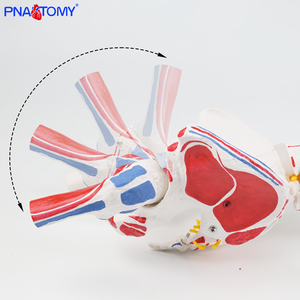 85 सेमी लचीला मानव रीढ़ की हड्डी के सिर और मांसपेशियों के सम्मिलन कंकाल पेल्विस अस्थि मज्जा शरीर - Product Image 4