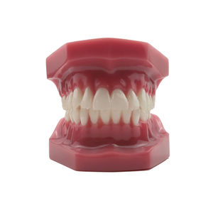 Modèle dentaire orthodontique en résine plastique pour l'enseignement, l'étude et la formation en dentisterie, modèle de mâchoire - Product Image 5