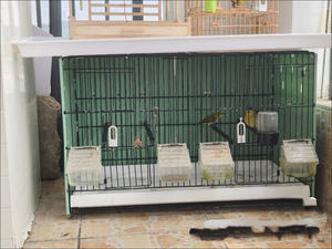 Jaula <span class=keywords><strong>para</strong></span> Pájaros de Metal Tipo H con Patrón Sólido, Apilable, <span class=keywords><strong>para</strong></span> Cría, con Cierre de Botón a Presión, Nueva Oferta - Product Image 6