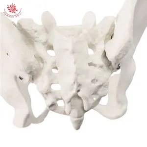 Medicina <span class=keywords><strong>de</strong></span> anatomía Modelo <span class=keywords><strong>de</strong></span> pelvis femenina Tamaño real Hueso <span class=keywords><strong>de</strong></span> la cadera femenina Modelo <span class=keywords><strong>de</strong></span> anatomía pélvica Modelo <span class=keywords><strong>de</strong></span> Anatomía <span class=keywords><strong>de</strong></span> <span class=keywords><strong>mujer</strong></span> <span class=keywords><strong>de</strong></span> PVC - Product Image 6