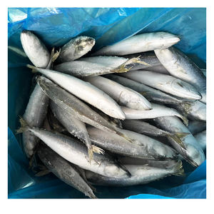 Pesce cinese di mare e terra ghiacciato sgombro fresco di mare e terra di Saba sgombro - Product Image 1