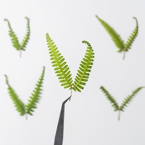 Dicranopteris <span class=keywords><strong>Dichotoma</strong></span> fleur séchée à Double pointe en relief bricolage signets accessoires de bijoux époxy fleur pressée feuilles séchées - Product Image 3
