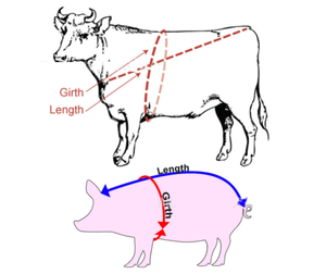 Pita Pengukur Berat Badan Ternak Sapi Kambing Babi Pita Pengukur Berat Sapi Alat Dokter Hewan Pita Pengukur Berat Hewan - Product Image 5