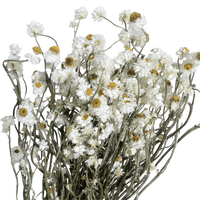 Marguerite blanche ailée plantes éternelles séchées Ammobium Alatum fleur décorations pour la maison W mariages remplissage