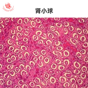 Lames microscopiques d'organes internes, spécimens histologiques physiologiques normaux, aides pédagogiques pour les cours d'anatomie de base en - Product Image 2