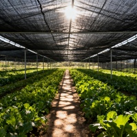 Filet d'ombrage noir stabilisé aux UV en HDPE pour l'agriculture, les serres et les fermes de légumes, taux d'ombrage de 35 à 95 %