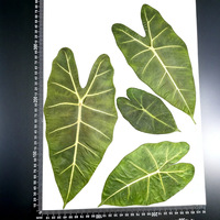 Hijau beludru Taro/Alocasia daun kering karya seni bingkai bunga Pres untuk Tahun Baru Hari Ayah Hari Ibu hari Paskah