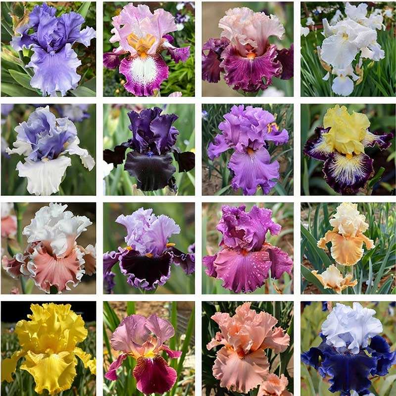 1# การผสมสี