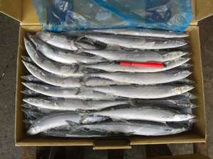 Rond entier Pacific <span class=keywords><strong>Saury</strong></span> congelé de bonne qualité - Product Image 2