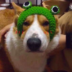 Top Sale Tierform Nette Hunde kappe Hand gestrickter Frosch Winter <span class=keywords><strong>Crochet</strong></span> Pet <span class=keywords><strong>Hat</strong></span>