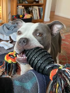 Ingrosso Halloween indistruttibile corda per cani giocattoli da masticare resistente TPR e cotone giocattolo interattivo per animali domestici in stile nero - Product Image 6