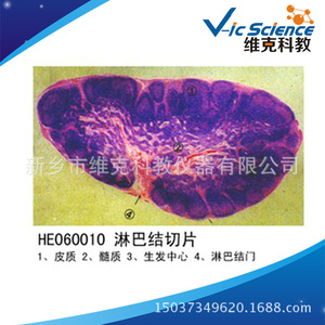 Secciones de ganglios linfáticos, histología y embrionología, preparados biológicos, equipos de enseñanza y observación de estructuras microscópicas - Product Image 5