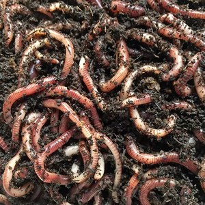 Meilleur fabricant indien, qualité d'exportation, compost de vermis, engrais organique - Haute qualité fraîche, bon prix - Product Image 1