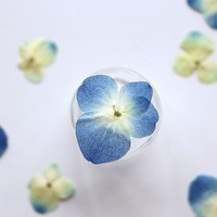 Hydrangea casing ponsel bunga asli biru dengan lem timbul bunga kering Diy