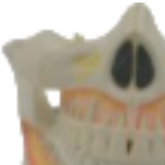 Modelo de Enseñanza Médica ADA-A530, Tamaño Real, 2 Partes, Anatomía Humana de PVC para Estudiantes de Odontología, Hecho en Shanghái - Product Image 2