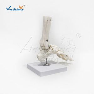 Modèle d'os de pied humain adulte naturel, squelette de pied, spécimens anatomiques médicaux pour l'enseignement, vente en gros - Product Image 1