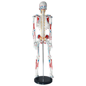 Modelo Anatómico <span class=keywords><strong>Humano</strong></span> de 85 cm de la Marca Xingshou, Músculos de Cuerpo Completo con Colores, <span class=keywords><strong>Huesos</strong></span> Desmontables de Alta Simulación - Product Image 4