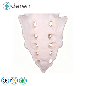 Modelo de Clasificación de Huesos Humanos de PVC, Tamaño Real, Huesos Largos, Cortos, Planos e Irregulares, Exhibición de Anatomía Ósea para Escuelas de Medicina - Product Image 2