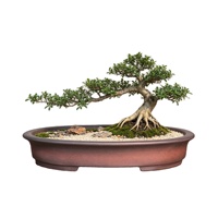 Pot à Bonsaï en Argile Violette Yixing, Pot de Plante Méditerranéen, Pot de Fleurs Moderne sur Pied, Ovale, Écologique, Intérieur/Extérieur, Été