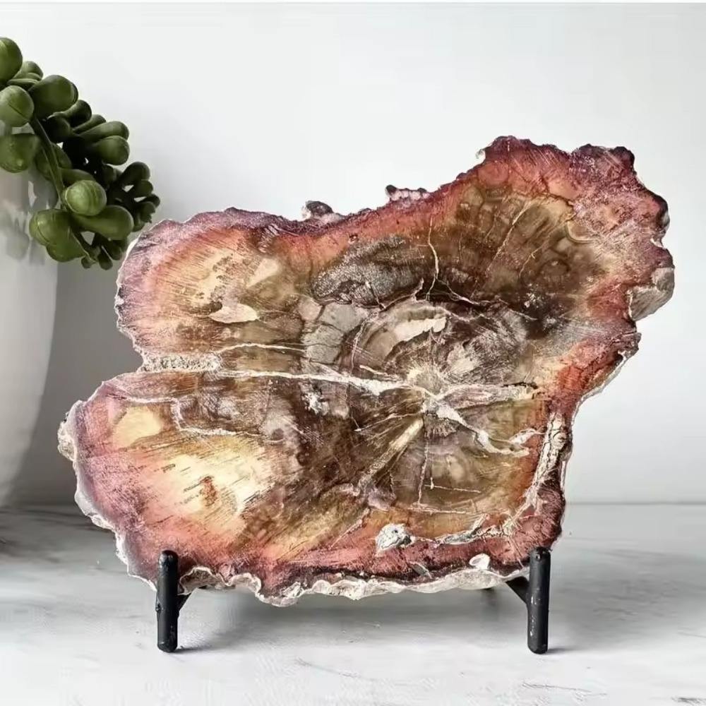 Petrified Wooden Slab