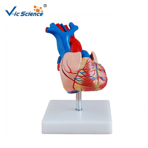 Maniquí médico torso modelo de corazón de tamaño natural modelo de un corazón humano modelo anatómico de Miocardio - Product Image 3