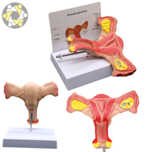 Modelo Anatómico Femenino de Alta Calidad, Órganos <span class=keywords><strong>Genitales</strong></span> <span class=keywords><strong>Internos</strong></span> (Útero), Diseño Correcto, Material de PVC, Tamaño de 20 cm, para Uso Médico - Product Image 6