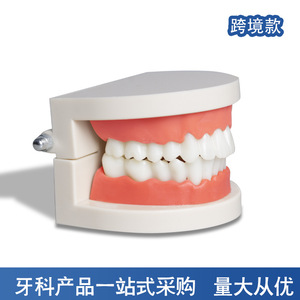 Modèle dentaire en résine pour l'enseignement pratique du brossage des dents à la maternelle, modèle d'affichage des dents d'adultes, aide pédagogique - Product Image 2