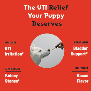 Trattamento delle infezioni del tratto urinario gatto & cane cura integratore liquido vescica e supporto renale per cani e gatti - Product Image 5