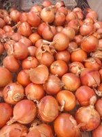 Approvisionnement direct de la ferme, oignon jaune frais de haute qualité, origine chinoise, emballage en sac en filet de 25 kg, prix bas en gros