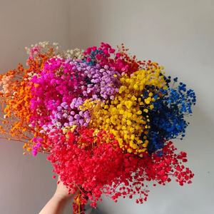 Flores Naturales de Gypsophila, Flores Secas y Preservadas de Baby Breath, Decoración para Bodas en Casa, Venta de Fábrica, <span class=keywords><strong>Cielo</strong></span> Estrellado Real - Product Image 4