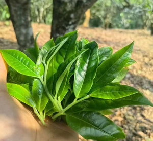 הסיטונאי pu''nan pu''e'U'nan pu'e'er yunnan pu''e'U'nan pu'e'U'nan pu''e'U'nan pu''U'nan pu''''nan pu'''e'U'nan pu''e'nan pu'''e'nan pu''e'er yunnan pu'an pu'e'er yunnan pu'nan pu'an pu'e'an pu'an pu'an pu'w unnan pu' - Product Image 6