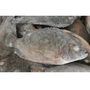 Esportazione Cinese: Tilapia Intera Congelata IQF/IWP/IVP, 10kg per Cartone, Tutte le Dimensioni - Product Image 2