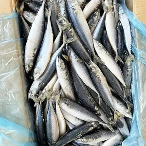 Top Ten Suppliers Frozen Pacific Mackerel Saba Fish from China